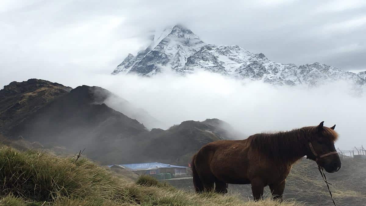 Mardi Himal Trel