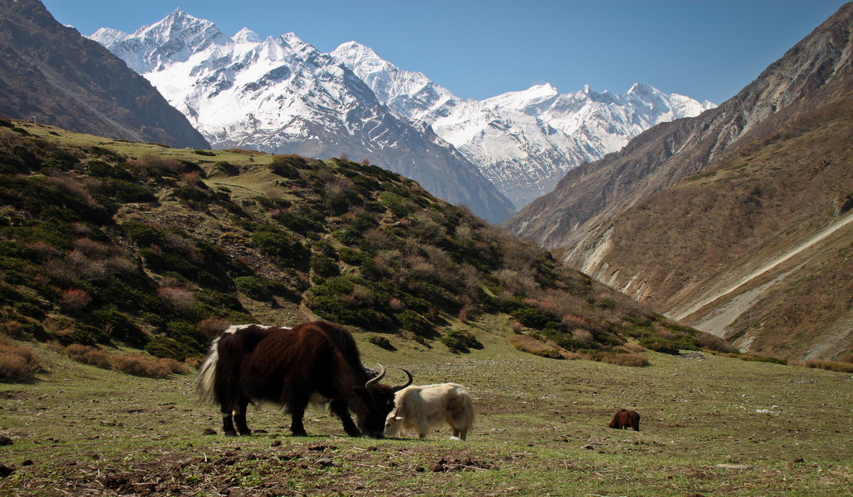 Tsum Valley Trek