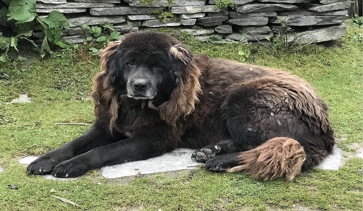 Traveling to Nepal with Pets