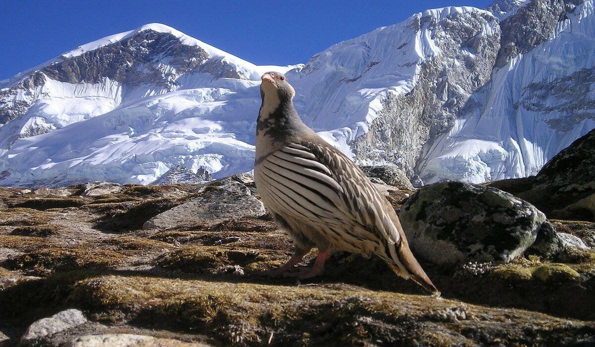 Bird Watching tour in Nepal