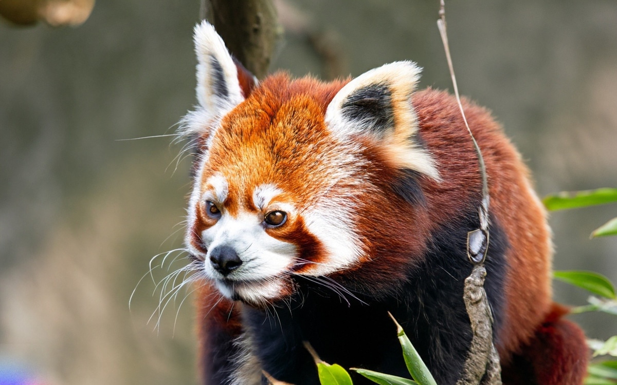 The Magnificent Wildlife Encounters on the Trek to Everest Base Camp